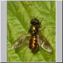 Chloromyia formosa - Waffenfliege m04.jpg